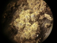 Echinosphaeria strigosa