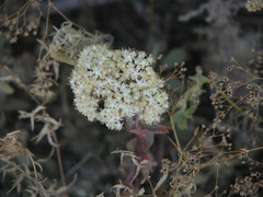 Hylotelephium maximum ruprechtii