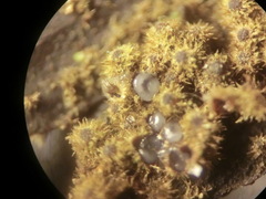 Echinosphaeria strigosa