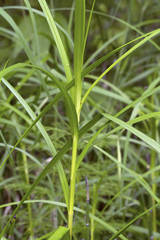 Carex sordida