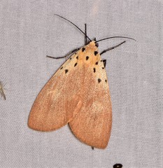 Asota iodamia
