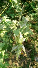 Acer caudatifolium