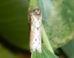 Nycteola indica