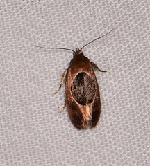 Hoplomorpha abalienella
