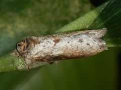 Nycteola indica