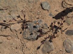 Sagina maritima, photograph (c) Daniel Cahen, some rights reserved (CC BY)