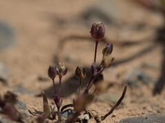 Sagina maritima, photograph (c) Daniel Cahen, some rights reserved (CC BY)