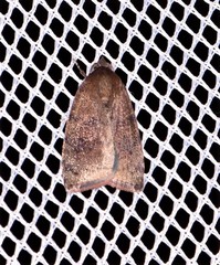 Austrocarea iocephala