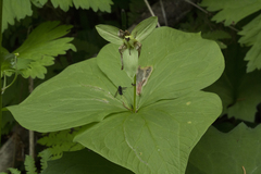 Trillium camschatcense