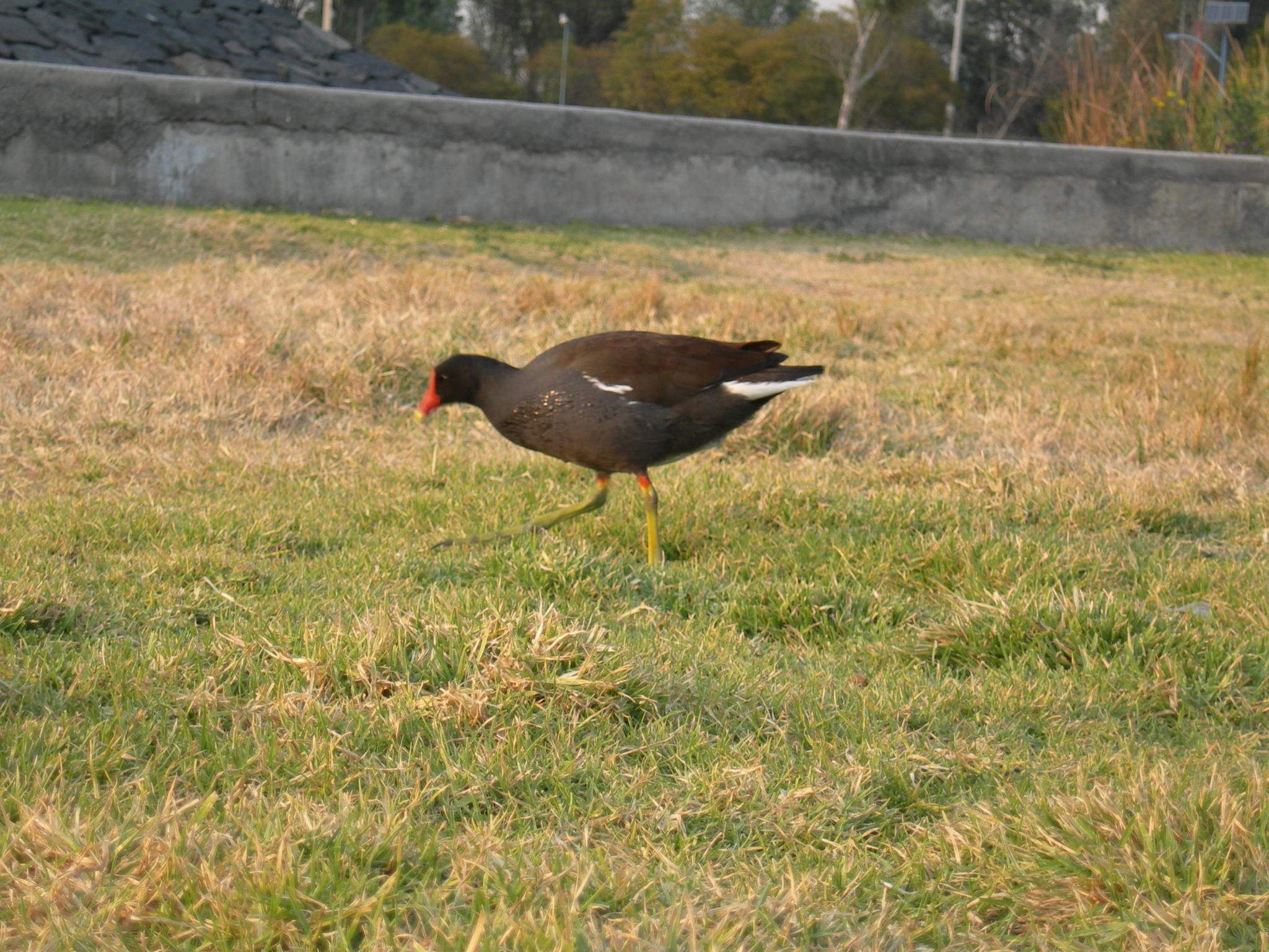 Common Moorhen
