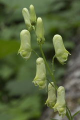Aconitum umbrosum