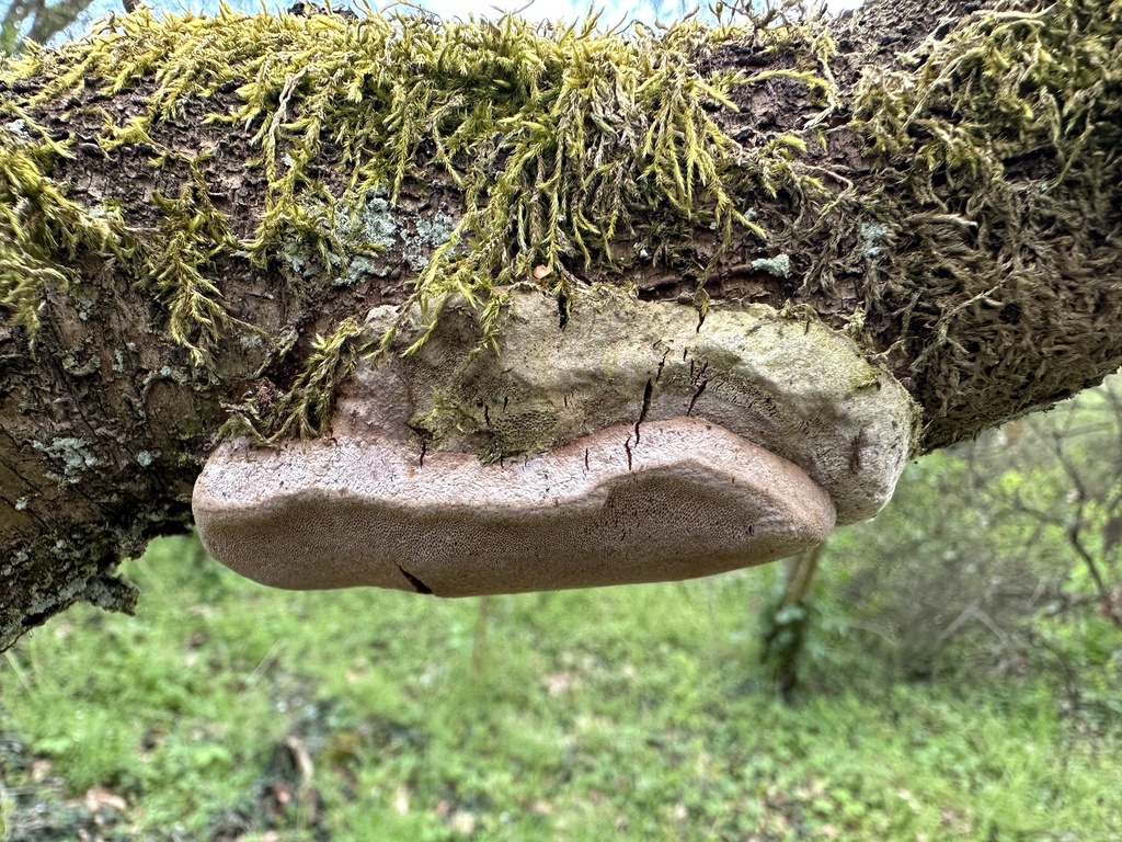 Phellinus pomaceus · April 2026 · photo: © katrin_simon (iNaturalist, cc-by)
