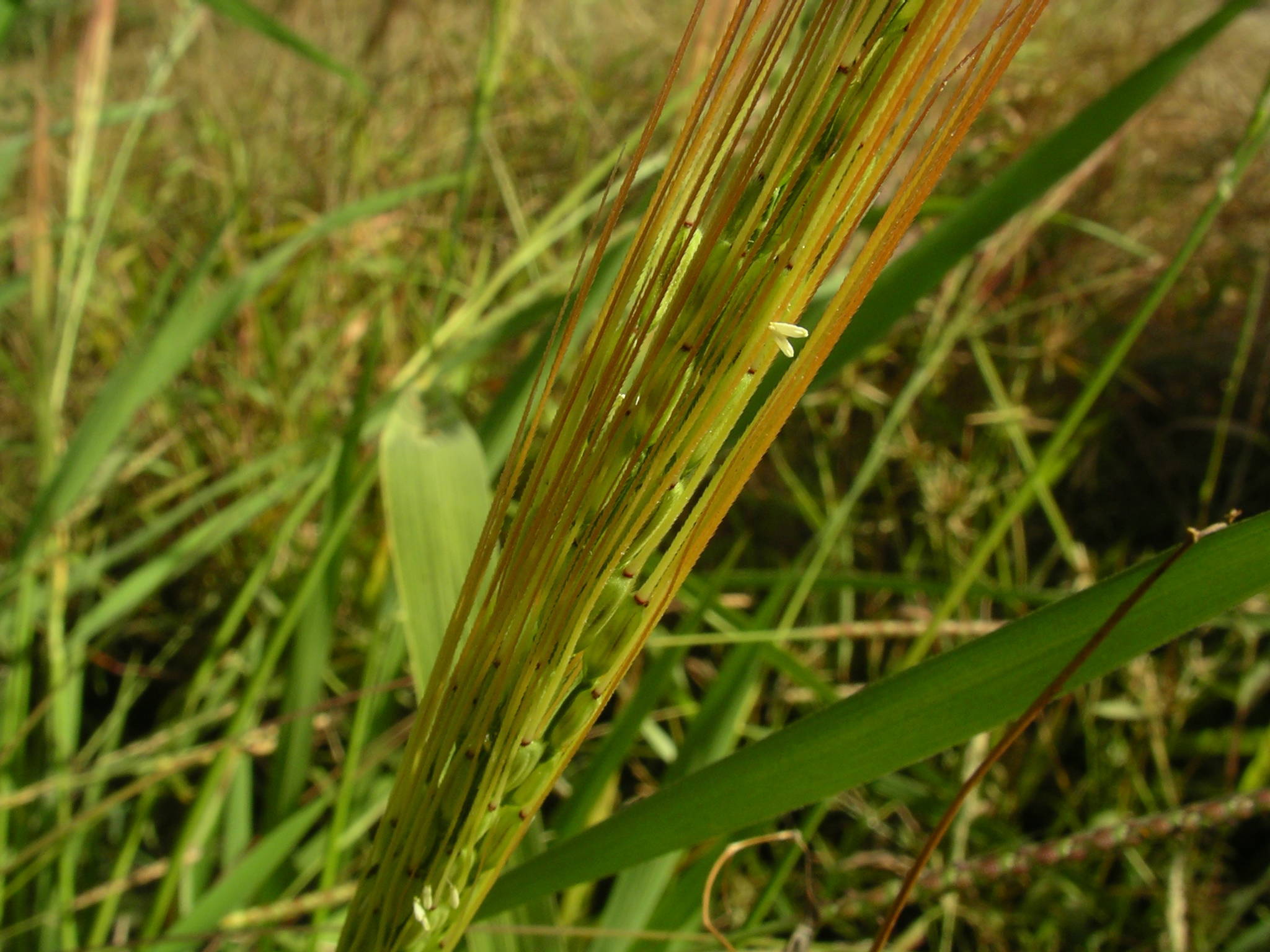 Oryza barthii