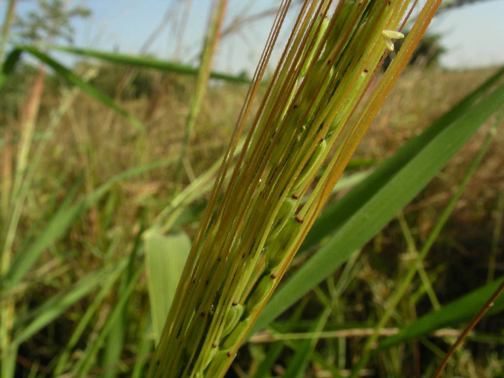 Oryza barthii from Niono, Mali; zone de l'office du Niger, près ...