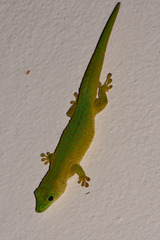 Phelsuma kochi