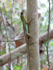 Anolis richardii