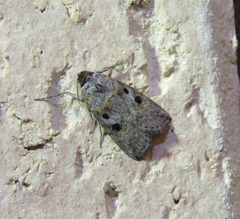 Calathusa hypotherma