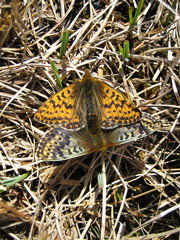 Boloria polaris