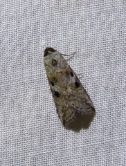 Calathusa hypotherma