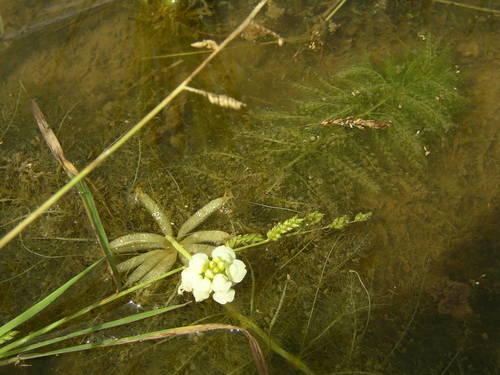 Utricularia inflexa image