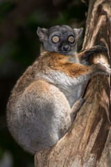 Lepilemur randrianasoloi