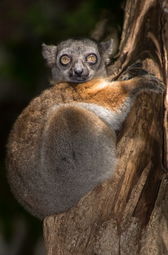 Randrianasolo's Sportive Lemur