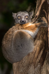 Lepilemur randrianasoloi