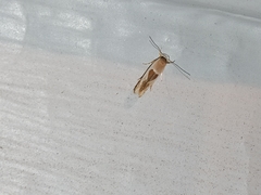 Stathmopoda megathyma