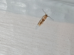 Stathmopoda megathyma