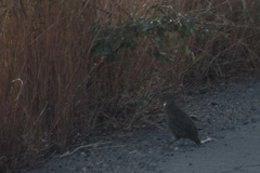 Margaroperdix madagarensis