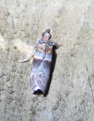 Calguia defiguralis