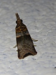 Calguia defiguralis