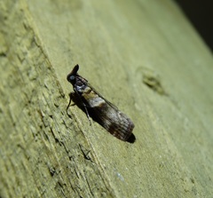 Calguia defiguralis