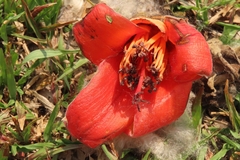 Bombax ceiba