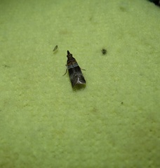 Calguia defiguralis
