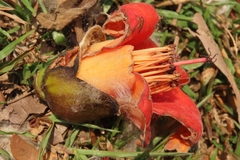 Bombax ceiba