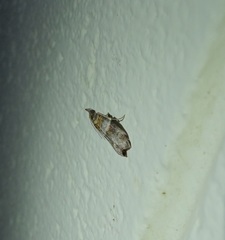 Calguia defiguralis
