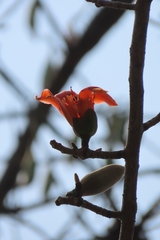 Bombax ceiba