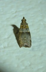 Calguia defiguralis