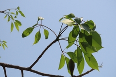 Bombax ceiba