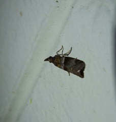Calguia defiguralis