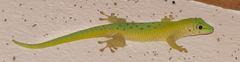 Phelsuma kochi