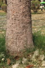 Bombax ceiba