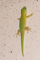 Phelsuma kochi