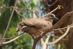 Streptopelia chinensis