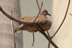 Streptopelia chinensis