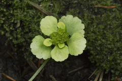Chrysosplenium serreanum