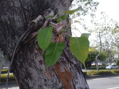 Ficus religiosa