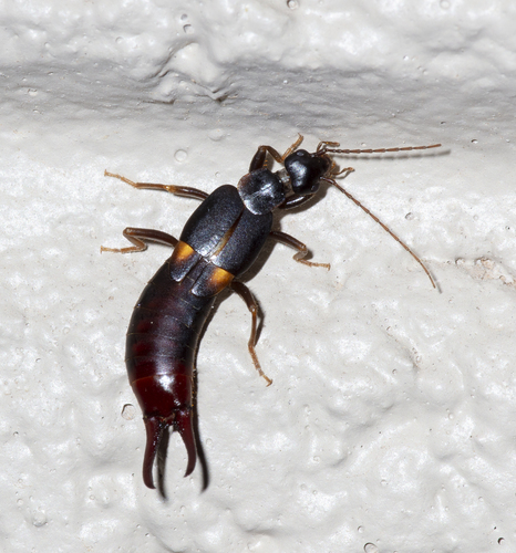 Toothed Earwig