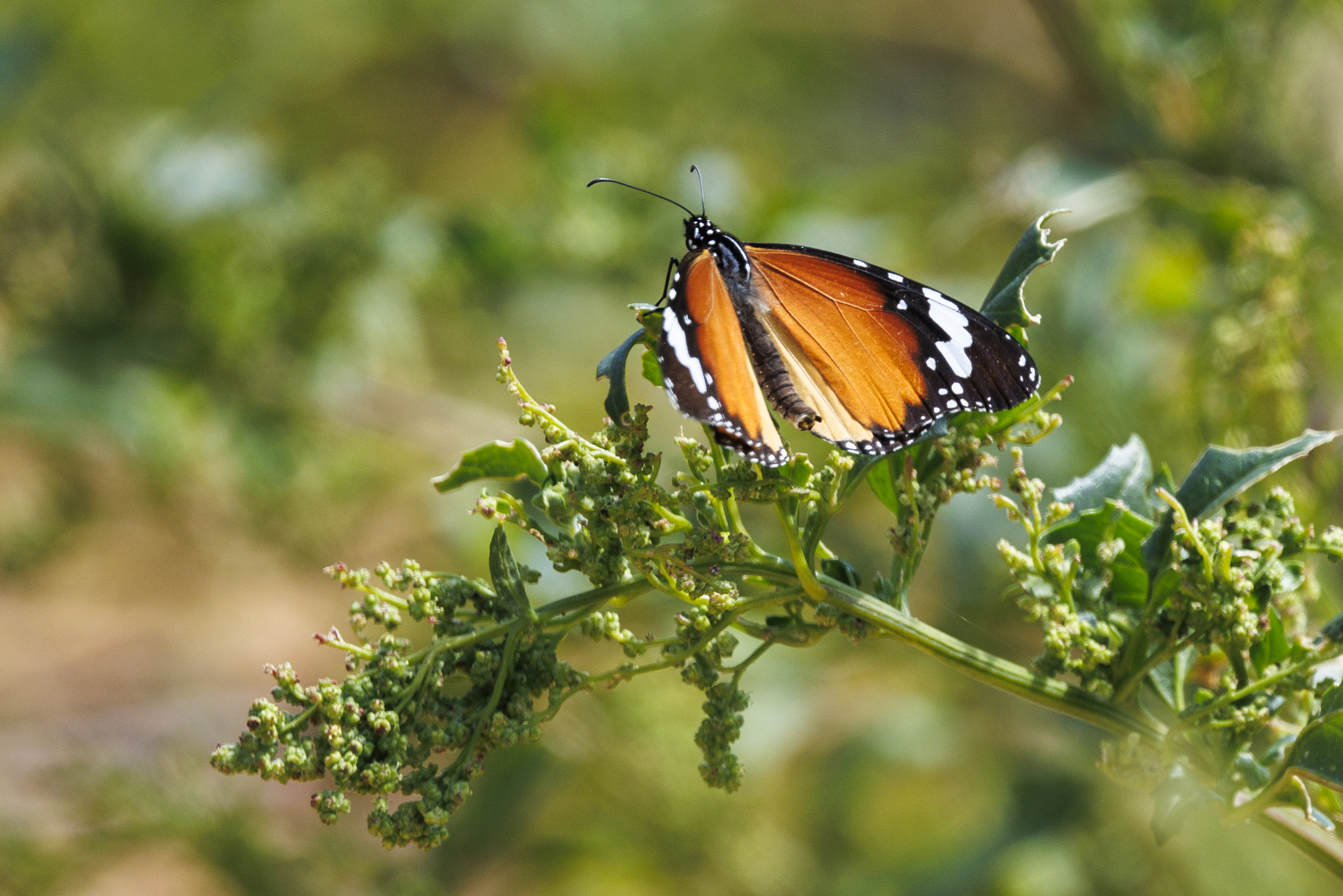 Mariposa tigre